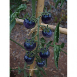 tomate azul de arizona