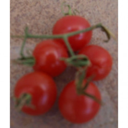 tomate CEREZA 1478
