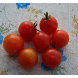 tomate CEREZA 296 per