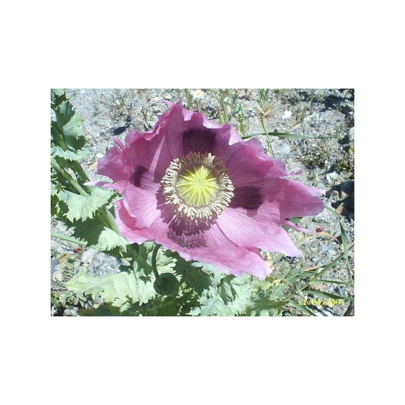 adormidera