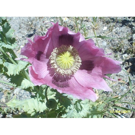 adormidera