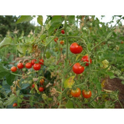 tomate CEREZA corioca