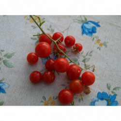 tomate CEREZA grosella 295