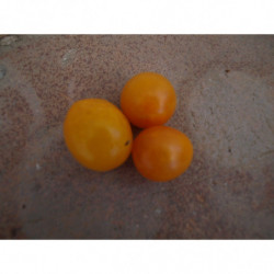 tomate CEREZA huevos de paloma