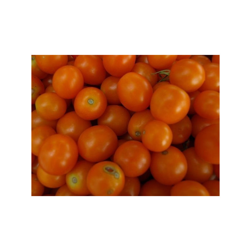tomate CEREZA naranja dulce