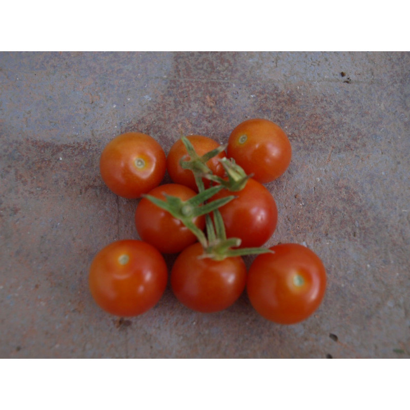 tomate CEREZA rojo 265