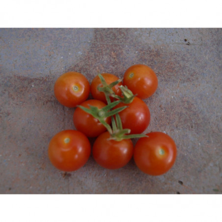 tomate CEREZA rojo 265