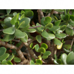 arbol de jade