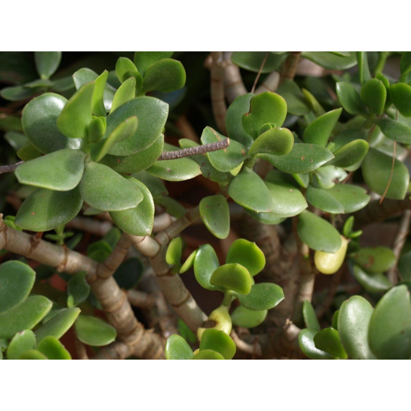 arbol de jade