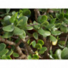 arbol de jade