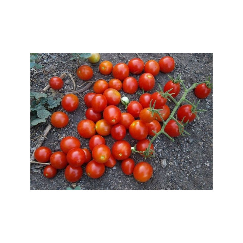 tomate CEREZA uva roja