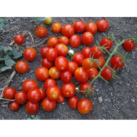 tomate CEREZA uva roja