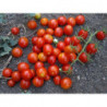 tomate CEREZA uva roja