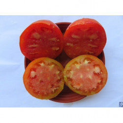 tomate corazon de aroche huelva