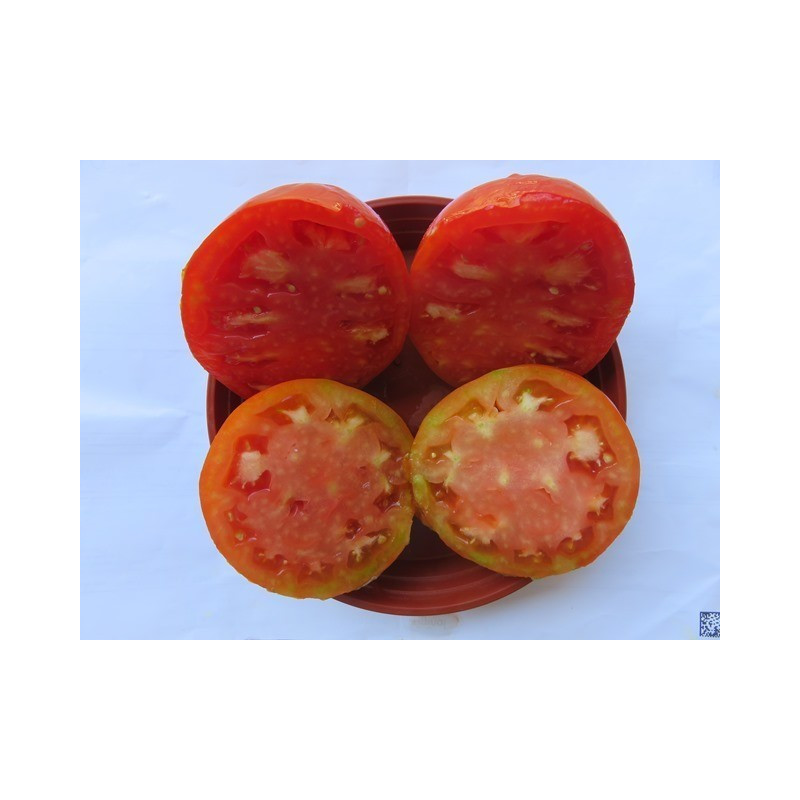 tomate corazon de aroche huelva