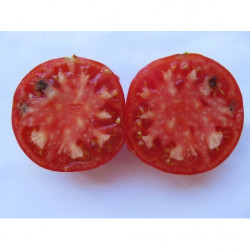 tomate corazon de buey de jerez de la frontera cadiz