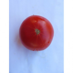 tomate corazon de buey de jerez de la frontera cadiz
