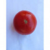 tomate corazon de buey de jerez de la frontera cadiz