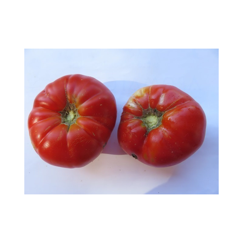 tomate corazon de toro de huetor de santillan granada