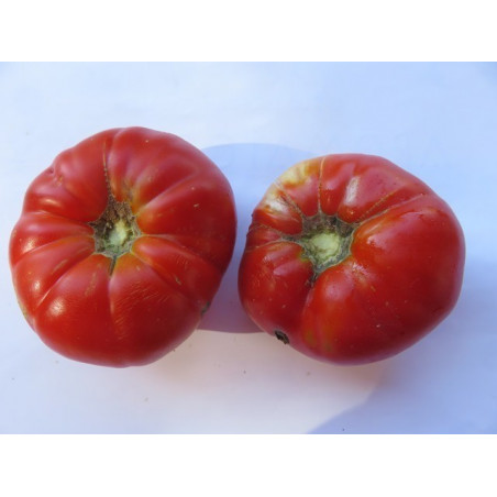 tomate corazon de toro de huetor de santillan granada