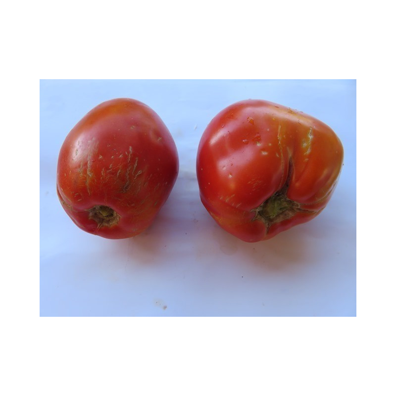 tomate corazon de toro de los huertos de zambullo de baena cordoba