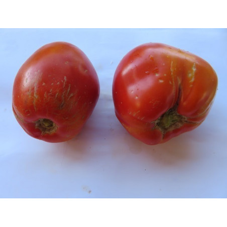 tomate corazon de toro de los huertos de zambullo de baena cordoba