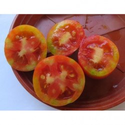 tomate de cuelga de pera de lebrija sevilla