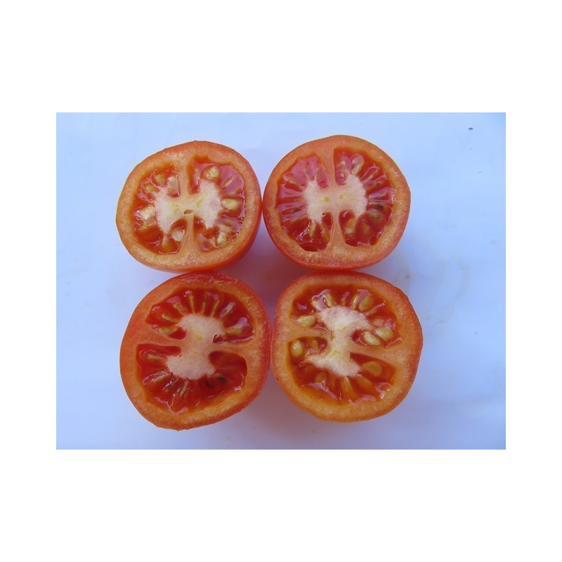 tomate de cuelga de jerez de la frontera