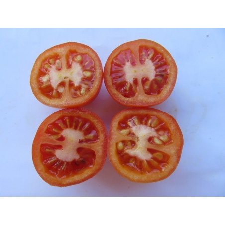 tomate de cuelga de jerez de la frontera