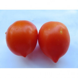 tomate de cuelga de jerez de la frontera