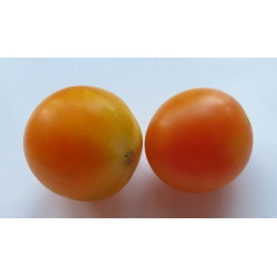 tomate de culo de colgar de igualeja malaga