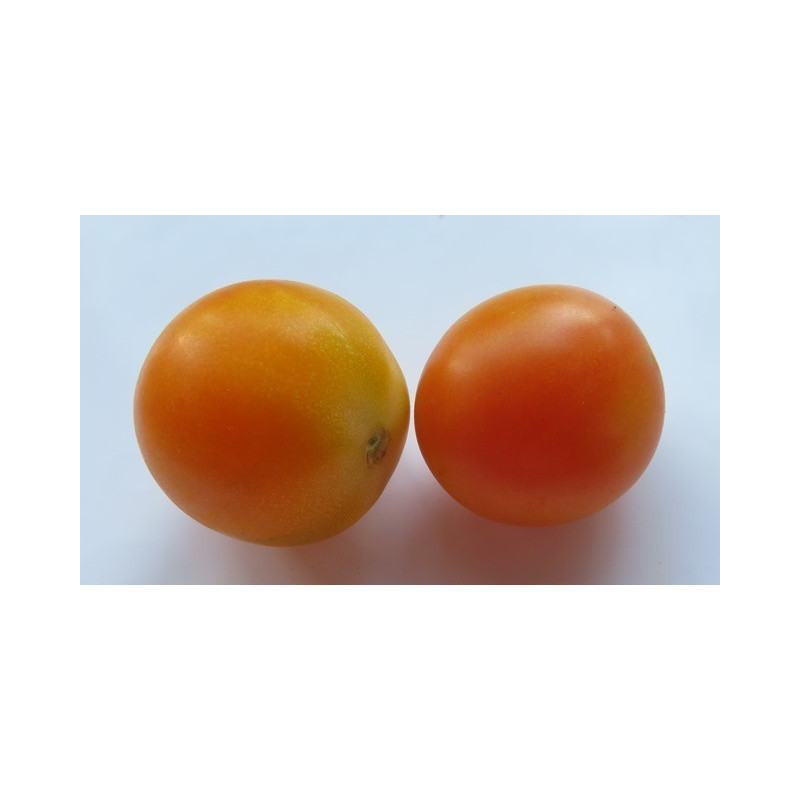 tomate de culo de colgar de igualeja malaga