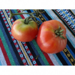 tomate del cerro tavira de portugal