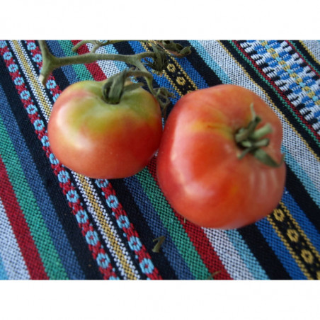 tomate del cerro tavira de portugal