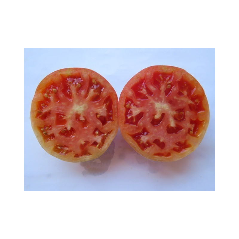 tomate del terreno de fuenteheridos huelva