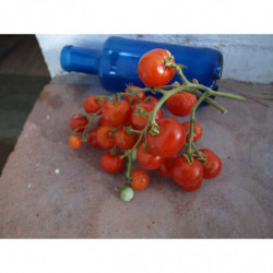semillas tomate delicia del jardin