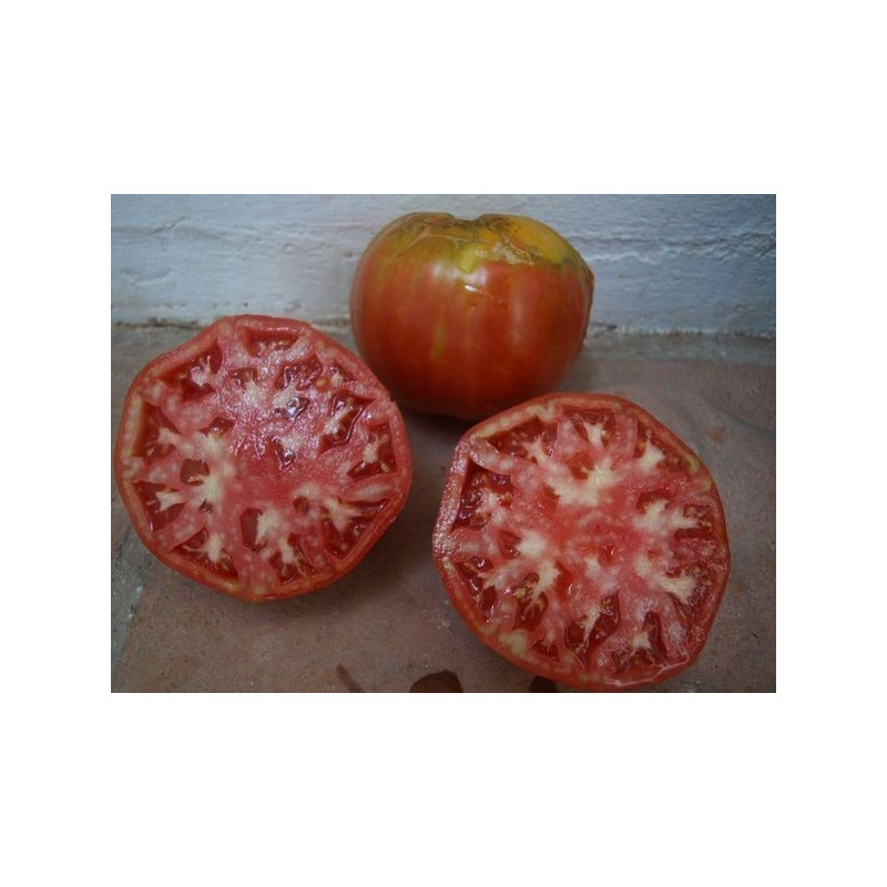 tomate gordo de ronda