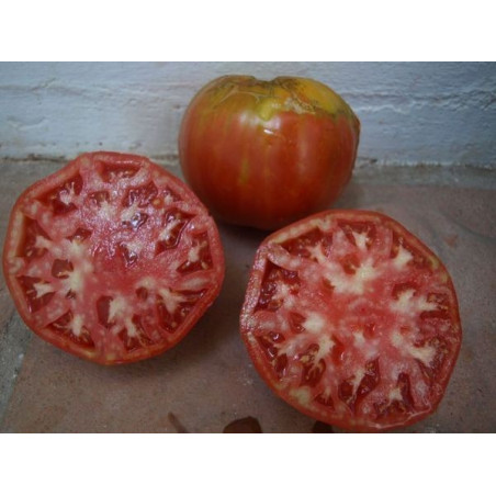 tomate gordo de ronda