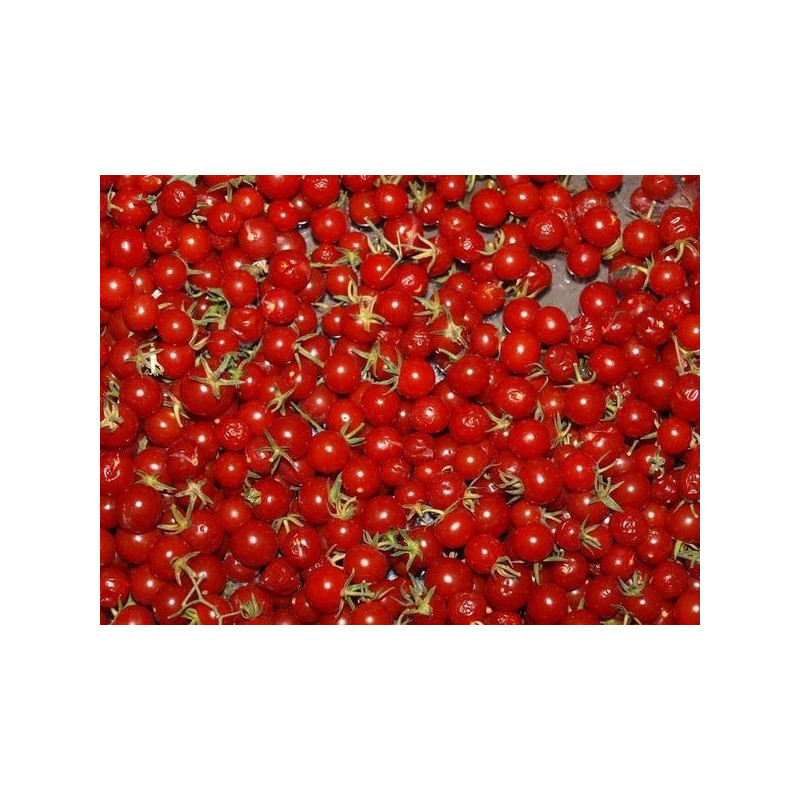 tomate grosella rojo