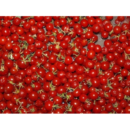 tomate grosella rojo