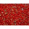 tomate grosella rojo