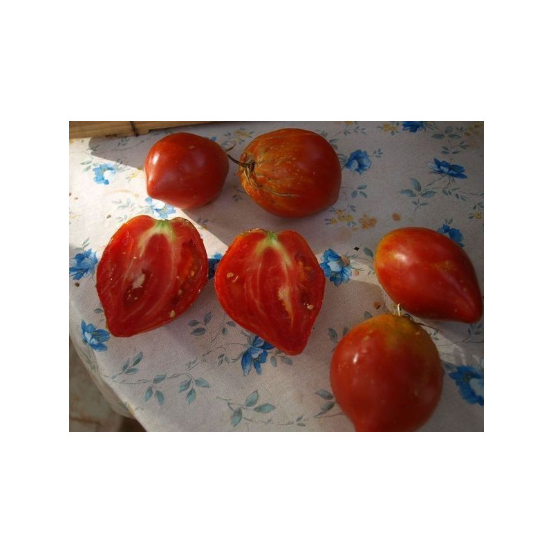 tomate macho valenciano