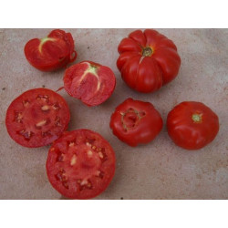 tomate marmande de garnier
