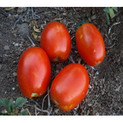 tomate mata baja de pera