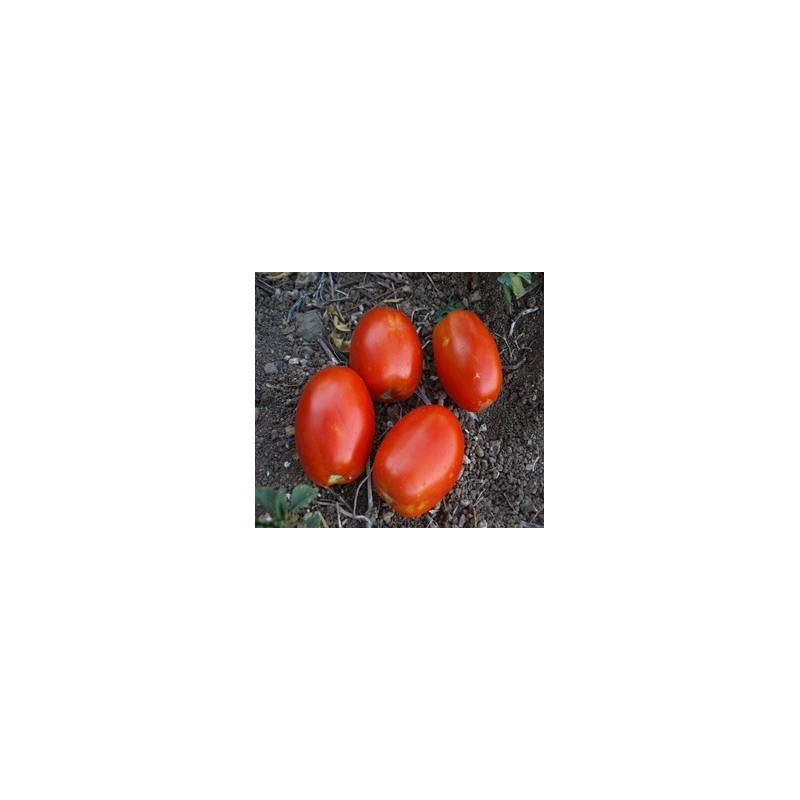 tomate mata baja de pera