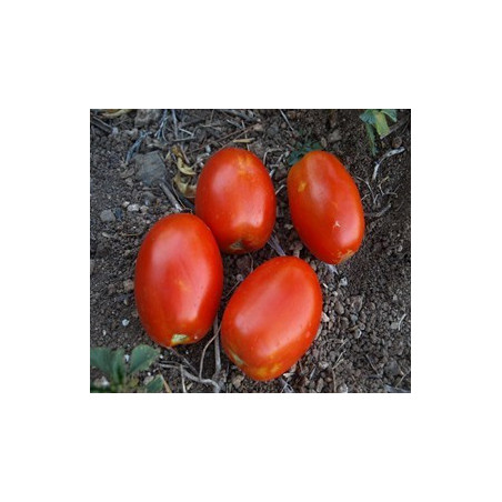 tomate mata baja de pera
