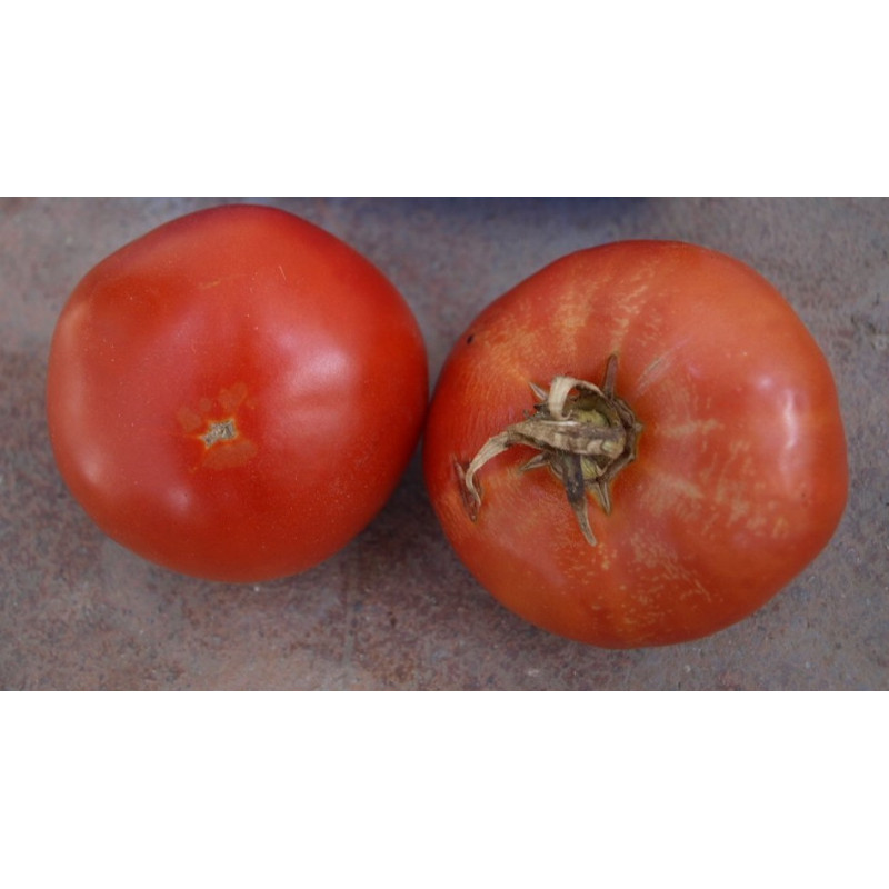 tomate melillero de la vega de granada
