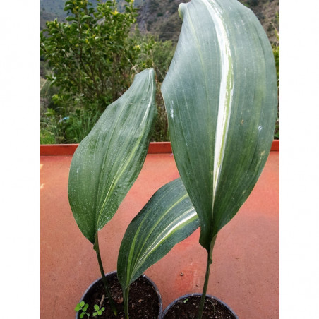 aspidistra