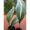 aspidistra