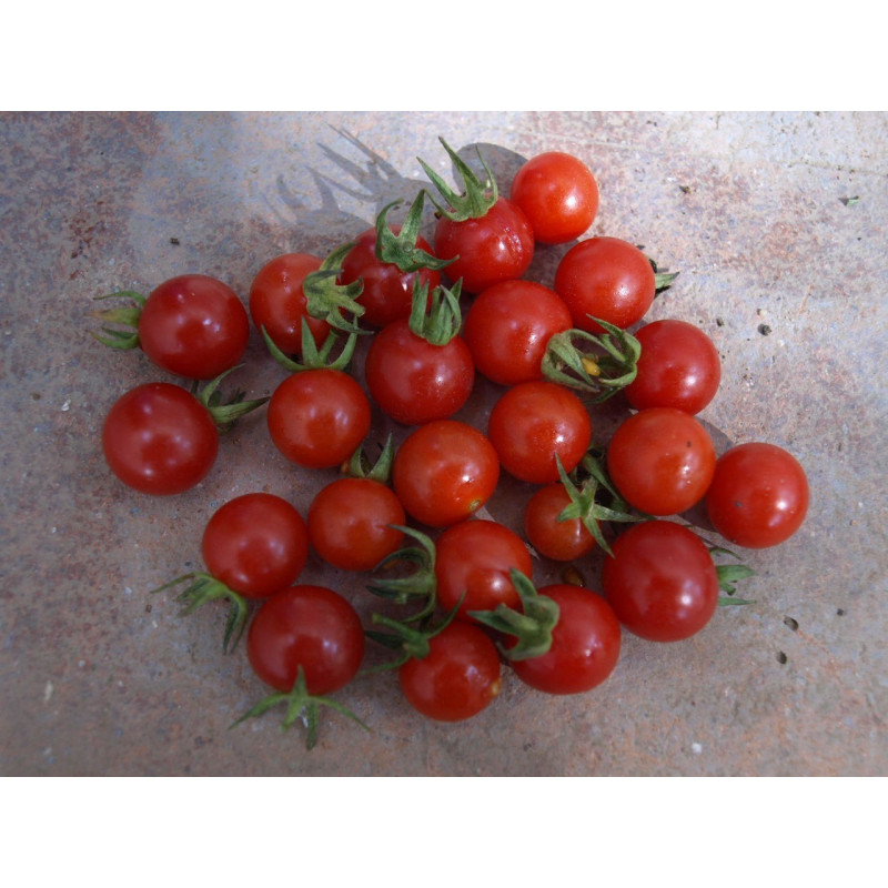 tomate pequeo gorrin